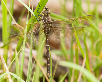 Adversaeschna brevistyla